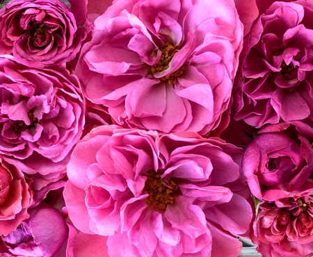 Top  view. Background from buds of scarlet roses close upの写真素材