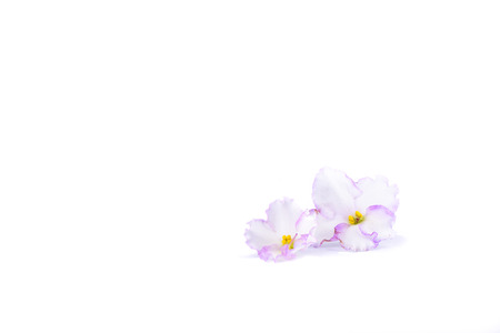 Two flowers of Saintpaulia isolated on white backgroundの写真素材