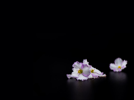 Selective focus. Saintpaulia flowers isolated on black backgroundの写真素材