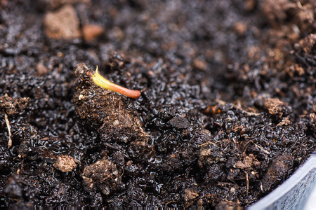 The first sprout of lychee from the wet ground in a pot.の写真素材