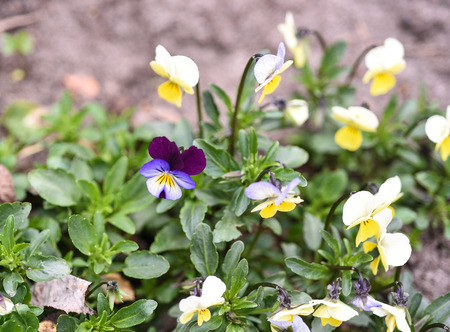 Soft focus. Multicolored pansy flowers in the garden. Garden concept.の写真素材