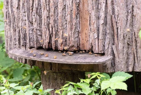 Bees at the entrance to the hive. The hive is made from an old tree trunk.の写真素材