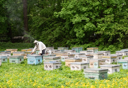 A beekeeper is trying to open a hive. Beehives and flowering dandelions.