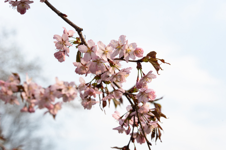 Soft focus. Sakura blossom against blue sky.の写真素材