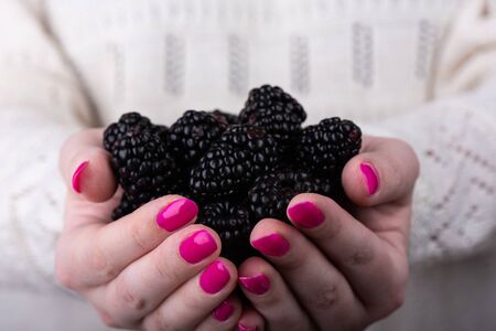 Blackberry berries in the palms of the girl. A girl with a pink manicure holds blackberries in her palms.の写真素材