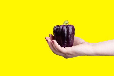 Purple bell peppers in hand on a yellow background. Orange bell peppers on a woman palm. Copy spaceの写真素材