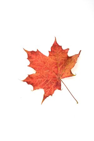 Autumn maple red leaf over a white background.. Top view. Copy space.の写真素材