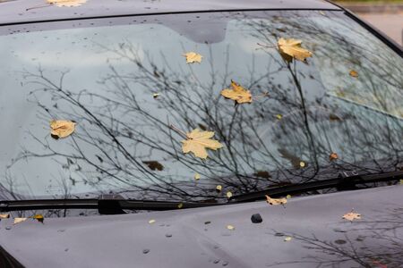 Autumn leaves on the windshield of a dark car.の写真素材