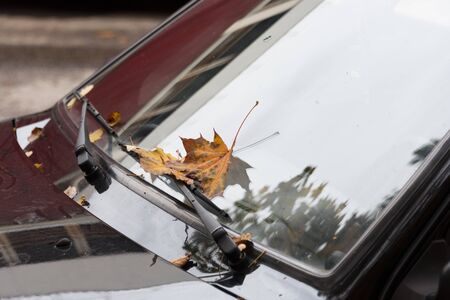 Autumn leaves on the windshield of a dark car.の写真素材