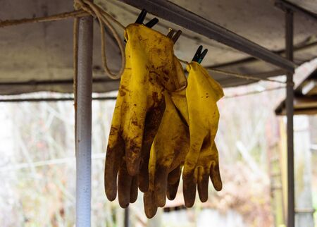 A pair of dirty garden gloves are dried on a rope. Gloves are fastened with clothespins on a rope in...