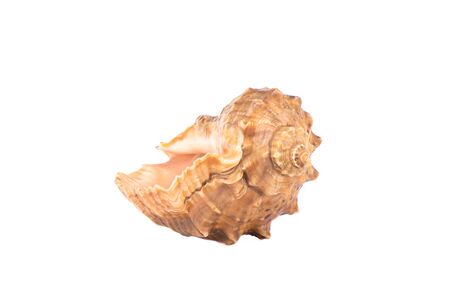 Seashell isolated on white background. Close up. Copy space.