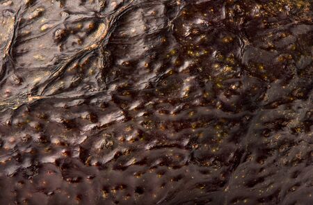 Macro shot of an unpeeled avocado fruit. Peel texture of avocado. Background of unpeeled avocado.