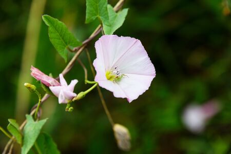 Blooming field bindweed and a small spider in a flower bud. Field bindweed - perennial herbaceous.