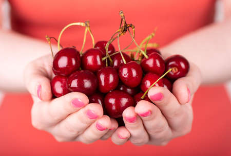 Full palms of fresh cherry in the hands of a girl. Ripe cherry with stems in the hands.の写真素材