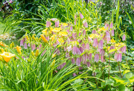 Bell point Elizabeth Campanula punctata Elizabeth is a herbaceous perennial.の写真素材