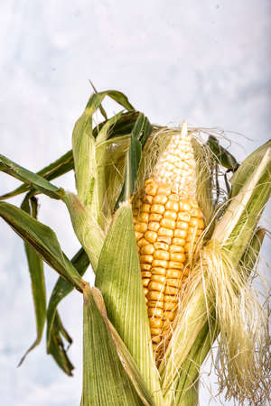 Ear of corn with leaves. Copy space.