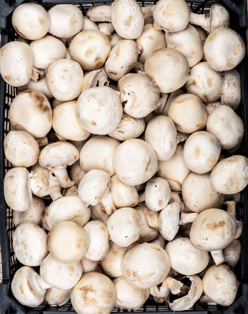 Plastic box full of fresh champignon mushrooms on a wooden background. Close up. Top view.の写真素材