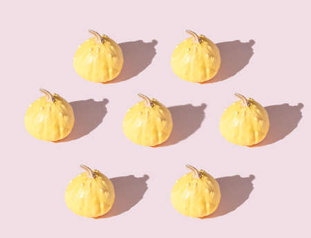 Pattern of yellow decorative pumpkins on a pale pink background. Flat lay.の写真素材