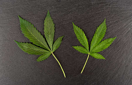 Top view of two marijuana leaves on a stone background. Copy space.の写真素材