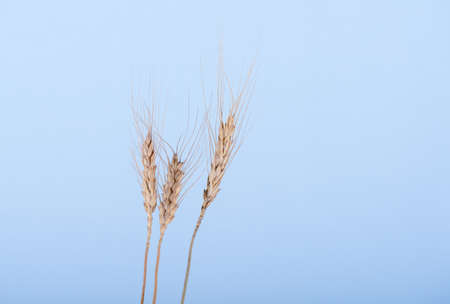 Spikelets of rye on a blue background with space for text. close up.の写真素材