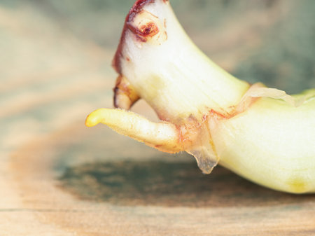 Close-up of a new aloe root over a wooden surface.の写真素材