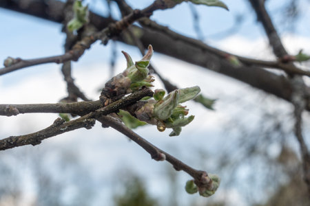 The first leaves on the apple tree in the garden. Juice on leaves.の写真素材