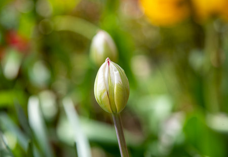 Soft focus close-up of an unopened tulip bud. Garden, rural, cottage.の写真素材