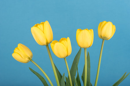 Blooming yellow tulip buds on a blue background. Copy space.の写真素材