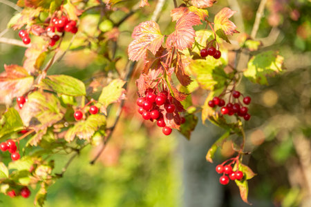 Soft focus on red viburnum berries on a branch in the garden. Ripening fruits of viburnum vulgaris. Guelder rose or viburnum red berries and leaves in the summer outdoors.の写真素材