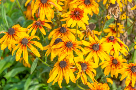 Close-up of blooming buds of Helenium flowers. Cottage, garden, flowers.の写真素材