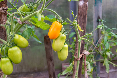 Green and yellow tomatoes ripen on branches in a greenhouse. Cottage, garden, vegetable growing.の写真素材