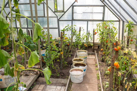 Inside the greenhouse, buckets of water and fertilizer, bushes of ripening tomatoes. Cottage,...