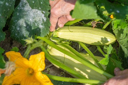 Cutting ripe zucchini fruits from a vegetable bed using a knife. Garden, dacha, rural.の写真素材