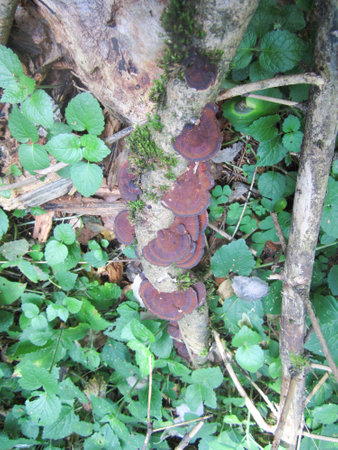 Chaga mushrooms, also known as Inonotus obliquus, on a tree trunk in the forest.の写真素材