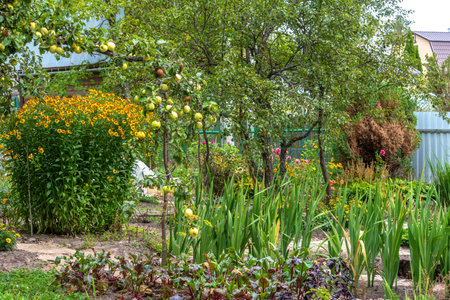 Part of the garden with apple trees, flowers and vegetable beds.の写真素材