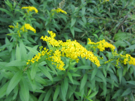 Blooming yellow flowers Goldenrod, or Golden rod lat. Solidago virgaurea is a perennial herbaceous plant; species of the genus Goldenrod of the Asteraceae family.の写真素材