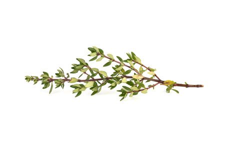 Fresh sprig of thyme on a white background.の写真素材