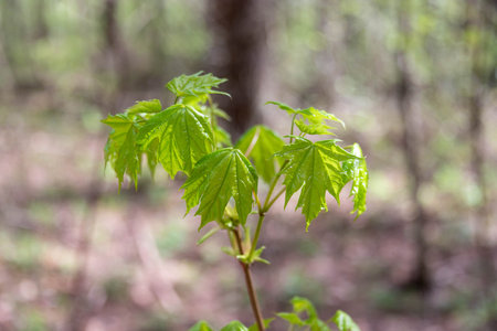 Young leaves on a small maple tree in the woods in early spring.