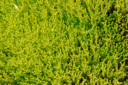 Full frame of perennial suiculent Sedum or Ochitok in bright sunlight. A walk in the park.