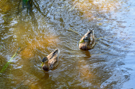 Two ducks swimming in a sunlit pond with rippling water surface.の写真素材