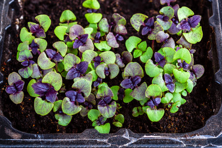 Close-up of purple basil sprouts in plastic container on wooden background. Growing at home.の写真素材