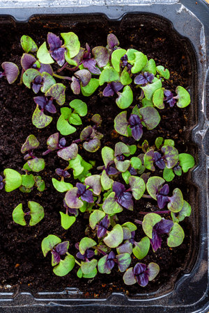 Top view of purple basil sprouts in plastic container on wooden background.の写真素材