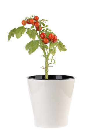 Red ripe cherry tomatoes in a flower pot on a white background.の写真素材