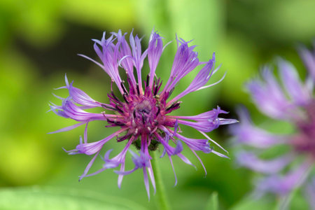 Beautiful cornflowerの写真素材