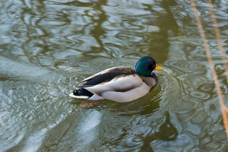 Duck swimming in waterの写真素材