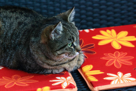 Little tiger lies on pillow and looks to a birdの写真素材