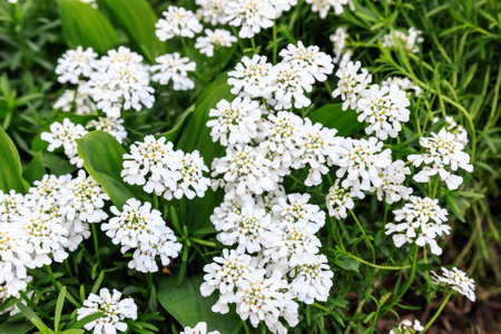 Iberis sempervirens in full bloomの写真素材