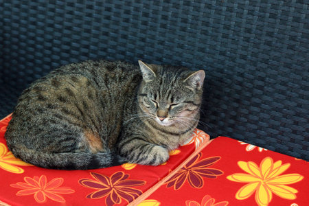 Cat sleep on pillowsの写真素材