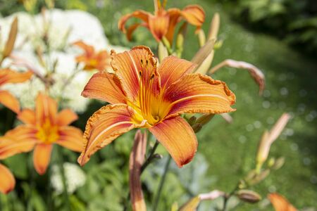 Orange lily in the gardenの写真素材
