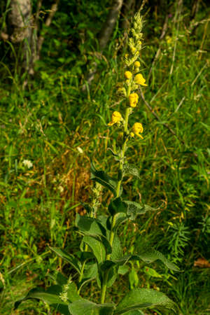 a beautiful verbascum bloom in summerの写真素材